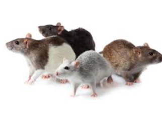 AgroXtermination Sainte-Marie, Québec – prévention et gestion des infestations de rats dans les bâtiments et granges agricoles.