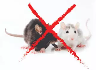 AgroXtermination Sainte-Marie, Québec – contrôle et élimination des souris et rongeurs dans les bâtiments agricoles.