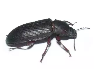 AgroXtermination Sainte-Marie, Québec – traitement contre les insectes ténébrions du grain présents dans les silos et entrepôts agricoles.