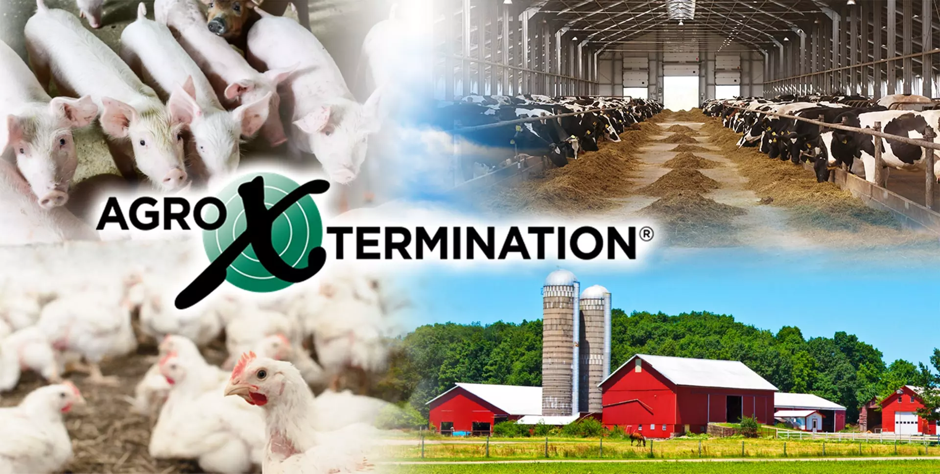 AgroXtermination – Spécialiste en gestion parasitaire agricole au Québec, intervenant dans les bâtiments d’élevage porcin, avicole et bovin, ainsi que dans les fermes et silos.